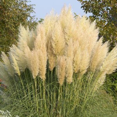 Cortaderia selloana 'Pumila'